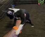 Small #7 Boston Terrier