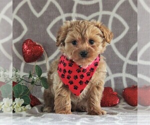 Cavachon-Poodle (Miniature) Mix Puppy for sale in GORDONVILLE, PA, USA
