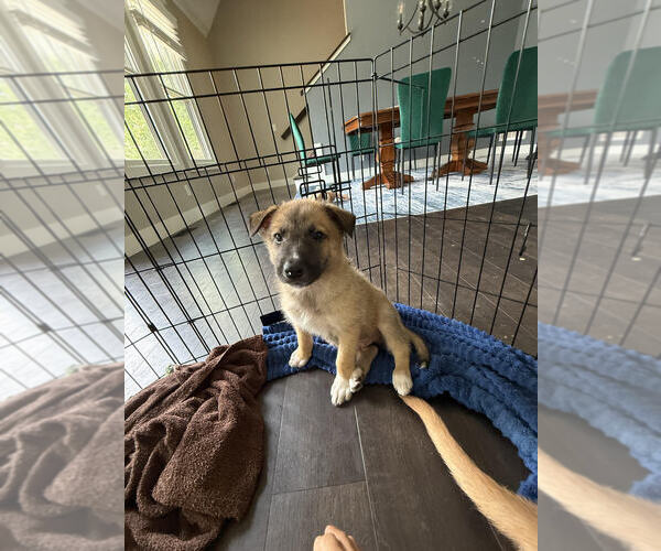 Medium Photo #1 German Shepherd Dog-Unknown Mix Puppy For Sale in Raleigh, NC, USA