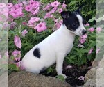 Small Photo #2 Fox Terrier (Toy) Puppy For Sale in FREDERICKSBURG, OH, USA