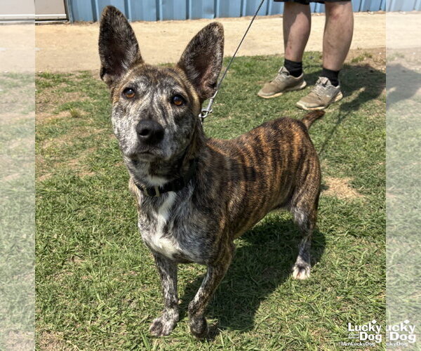 Medium Photo #2 Mutt Puppy For Sale in Washington, DC, USA