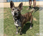 Small #1 Mutt