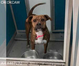 Mutt Dogs for adoption in Oklahoma City, OK, USA