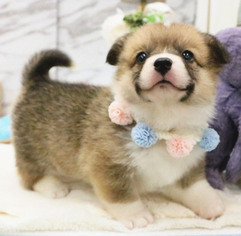 Pembroke Welsh Corgi Puppy for sale in CHICAGO, IL, USA