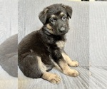 Puppy Miss Pink German Shepherd Dog