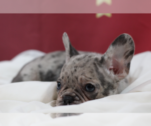 French Bulldog Puppy for sale in CASTLETON, IN, USA