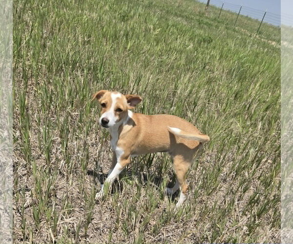 Medium Photo #1 Chihuahua-Unknown Mix Puppy For Sale in Castle Rock, CO, USA