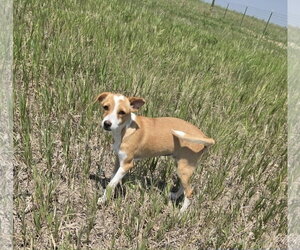 Chihuahua-Unknown Mix Dogs for adoption in Castle Rock, CO, USA