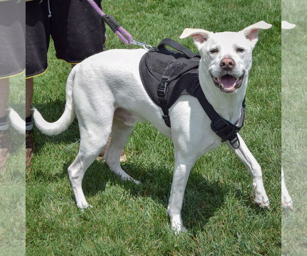 Medium Photo #4 Huskies -Unknown Mix Puppy For Sale in Huntley, IL, USA
