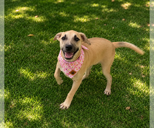 Medium Photo #2 Mutt Puppy For Sale in Phoenix, AZ, USA