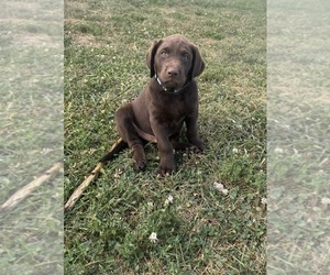 Labrador Retriever Puppy for sale in BRIDGEWATER, IA, USA