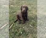 Image preview for Ad Listing. Nickname: Chocolate Lab
