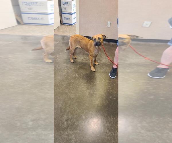 Medium Photo #4 Black Mouth Cur-Unknown Mix Puppy For Sale in Rockwall, TX, USA