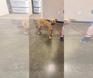 Honey - Female Black Mouth Cur-Unknown Mix Dog for Adoption - Photo #4