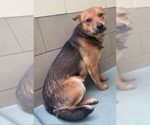 Mutt Dogs for adoption in Riverside, CA, USA