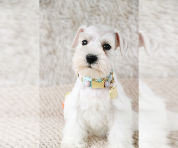 Medium Photo #6 Schnauzer (Miniature) Puppy For Sale in SYRACUSE, IN, USA