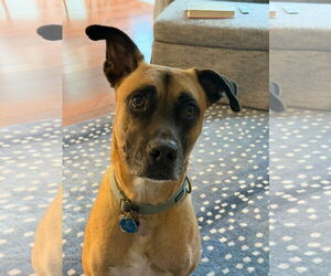 Boxer-Unknown Mix Dogs for adoption in Stevens Point, WI, USA