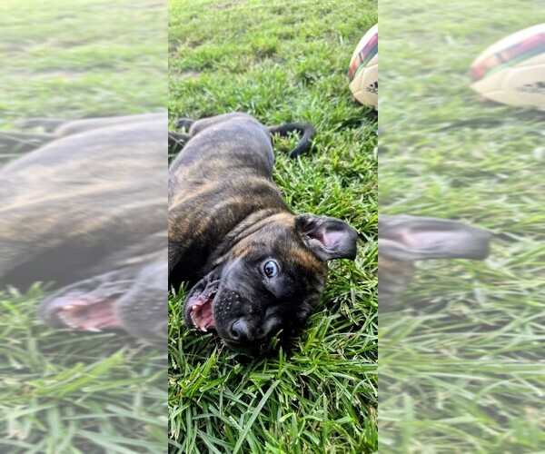Medium Photo #5 Cane Corso-Doberman Pinscher Mix Puppy For Sale in NORFOLK, VA, USA
