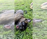 Small #4 Cane Corso-Doberman Pinscher Mix