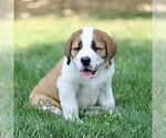 Image preview for Ad Listing. Nickname: Marble