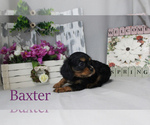 Small Photo #12 Cavalier King Charles Spaniel Puppy For Sale in CHANUTE, KS, USA