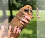 Small #3 English Bulldog