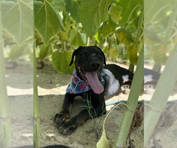 Medium Photo #6 Mutt Puppy For Sale in Greenville, SC, USA