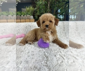 Goldendoodle (Miniature) Puppy for sale in GREENFIELD, IN, USA