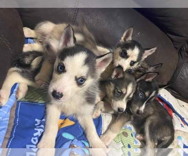 Medium Photo #1 Siberian Husky Puppy For Sale in MAINEVILLE, OH, USA