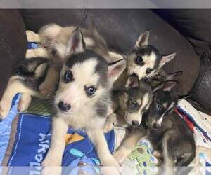 Siberian Husky Puppy for sale in MAINEVILLE, OH, USA
