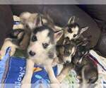 Small Photo #1 Siberian Husky Puppy For Sale in MAINEVILLE, OH, USA