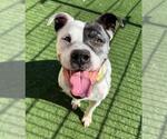 Small #1 Bullboxer Pit