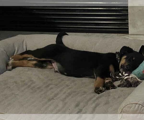 Medium Photo #6 Mutt Puppy For Sale in Garner, NC, USA