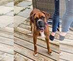 Small #2 Boxer