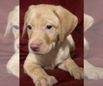 Small #8 Labrador Retriever