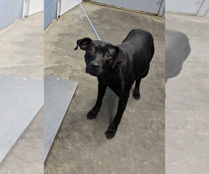 Labrador Retriever-Unknown Mix Dogs for adoption in Evansville, IN, USA