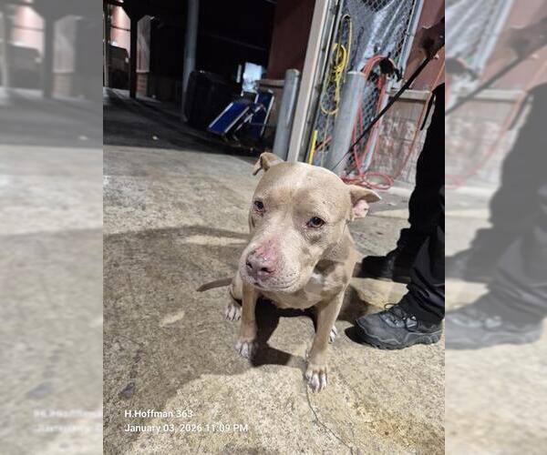 Medium Photo #1 American Staffordshire Terrier Puppy For Sale in San Antonio, TX, USA