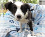 Small #2 Mutt