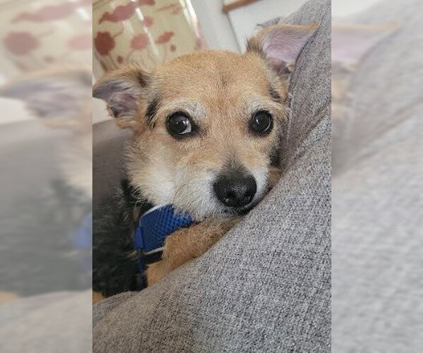 Medium Photo #3 Mutt Puppy For Sale in San Diego, CA, USA