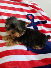 Yorkshire Terrier Puppy for sale in COSTA MESA, CA, USA