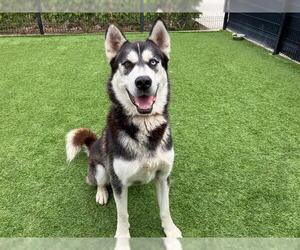 Siberian Husky Dogs for adoption in Orange, CA, USA