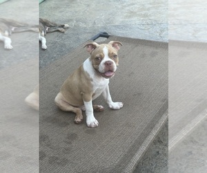 Boston Terrier Puppy for sale in BARDSTOWN, KY, USA