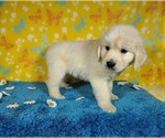 Small Photo #26 English Cream Golden Retriever Puppy For Sale in PEYTON, CO, USA