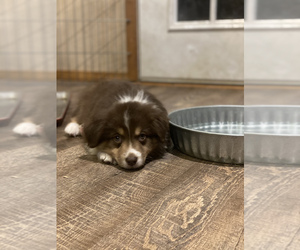 Australian Shepherd Puppy for sale in EXETER, MO, USA
