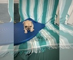 Small #24 French Bulldog