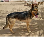 Small #2 German Shepherd Dog