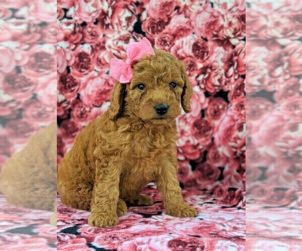 Medium Photo #2 Goldendoodle-Poodle (Miniature) Mix Puppy For Sale in GLEN ROCK, PA, USA