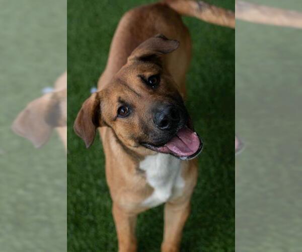 Medium Photo #2 German Shepherd Dog-Unknown Mix Puppy For Sale in Baytown, TX, USA