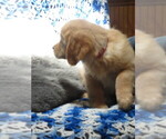 Small #6 Golden Retriever