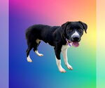 Small #2 Borador